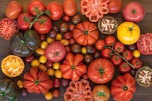 GENE-G APPLIED GENETICS Tomato Genotyping