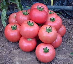 Tomato DNA markers