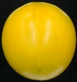 Tomato DNA markers