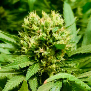 Cannabis-genotyping plants image